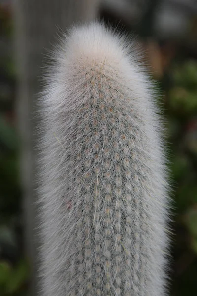 Nærbilde Detaljene Uklar Kaktus – stockfoto