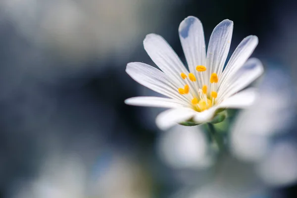 Foco Seletivo Uma Flor Branca Desabrochando Campo — Fotografia de Stock