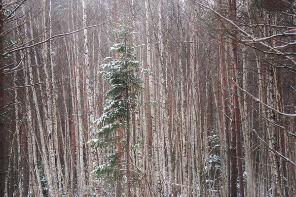 Veel Hoge Bomen Het Besneeuwde Bos Winter — Stockfoto