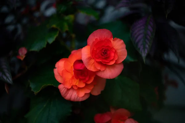 庭の赤いエレティア ベゴニアスのクローズアップ — ストック写真