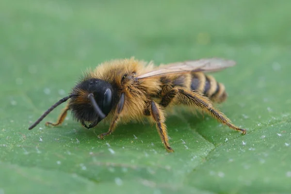 Zbliżenie Owłosionego Mężczyznę Żółta Noga Pszczoła Górnicza Andrena Flavipes Siedzi — Zdjęcie stockowe
