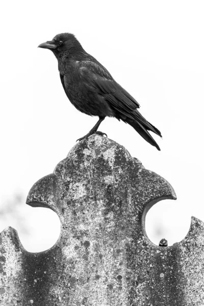 Grayscale Gravestone Crow Perching Concrete Surface — Stock Photo, Image