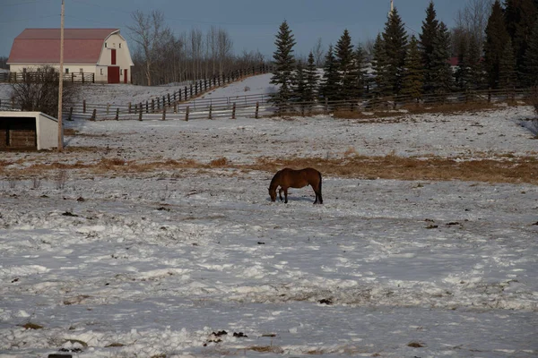 Ein Braunes Pferd Auf Einem Schneebedeckten Feld Der Landschaft — Stockfoto