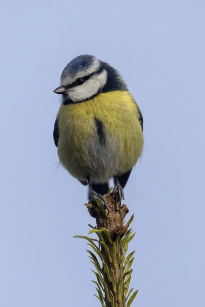 Blue Tit Looking Out Food Danger — 스톡 사진
