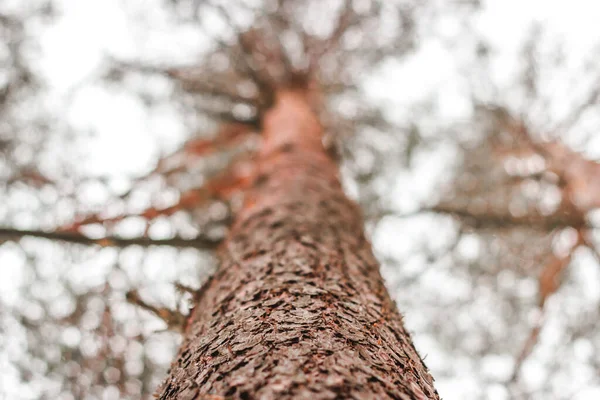 Низкоугольный Снимок Высокого Ствола Дерева Лесу Зимой — стоковое фото