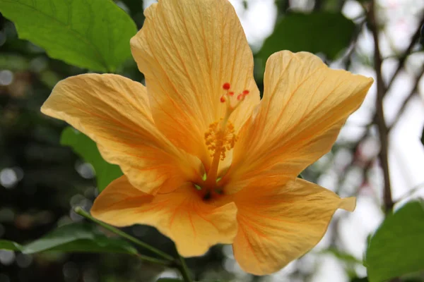 Zbliżenie Ujęcie Kwitnącego Pomarańczowego Hibiskusa Kwiatu — Zdjęcie stockowe
