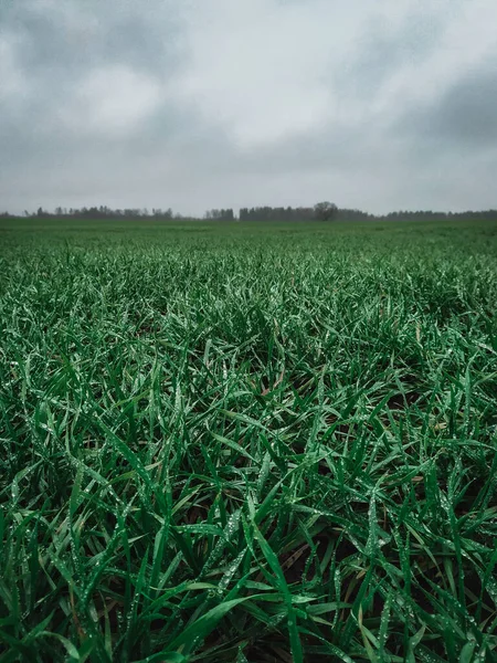 雨の後の曇り空に対する緑の草原フィールドの垂直ショット — ストック写真