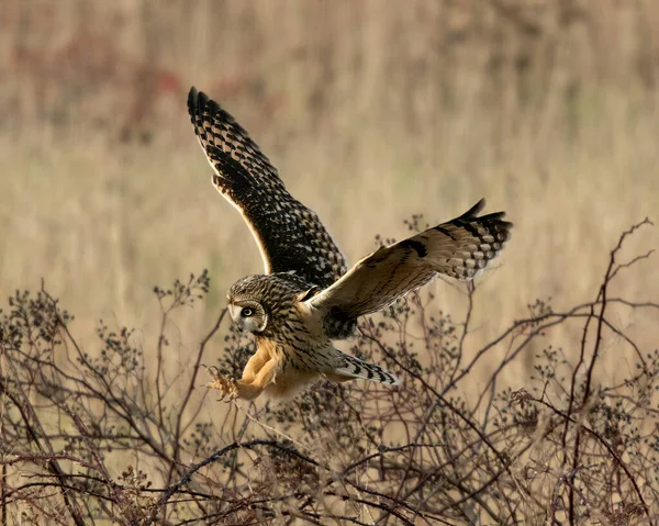 Owl Flying Meadow Daytime — Stock Photo, Image