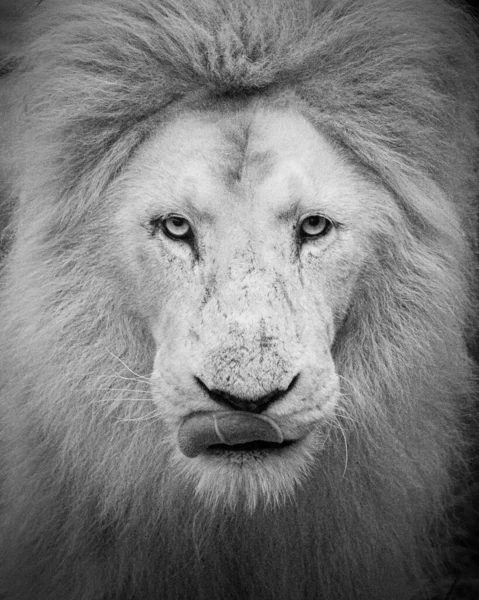 Ένα Κάθετο Κοντινό Πλάνο Του Αρσενικού Λιονταριού — Φωτογραφία Αρχείου