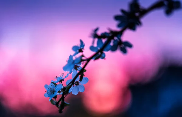 Ein Selektiver Fokus Eines Blühenden Kirschbaumzweiges Auf Einem Violetten Verschwommenen — Stockfoto