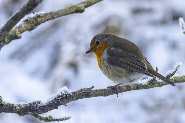 Robin Giorno Congelamento Nel Periodo Invernale — Foto Stock