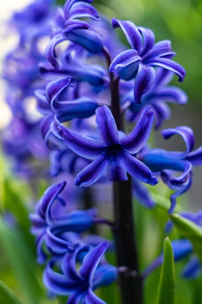 Tiro Vertical Belas Flores Jacinto Azul Crescendo Jardim Dia Sombrio — Fotografia de Stock