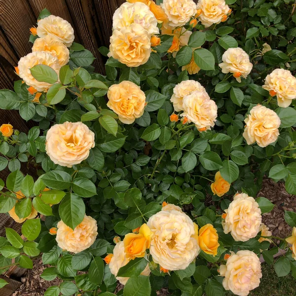 Tiro Close Belas Rosas Florescendo Jardim — Fotografia de Stock