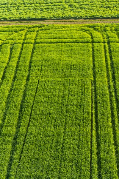 Tiro Ángulo Alto Campos Cultivados — Foto de Stock