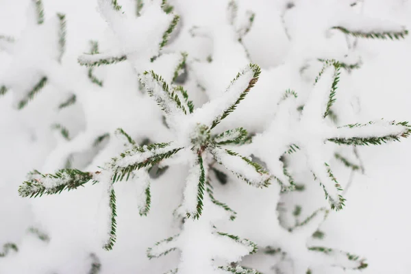 Plan Rapproché Branches Sapin Sur Fond Flou Dans Forêt Hivernale — Photo