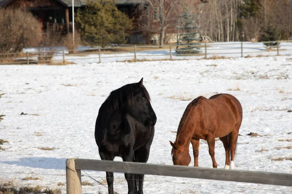乡间雪地上的几匹马 — 图库照片