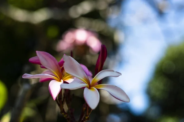 Closeup Shot Plumerias Growing Garden — 图库照片