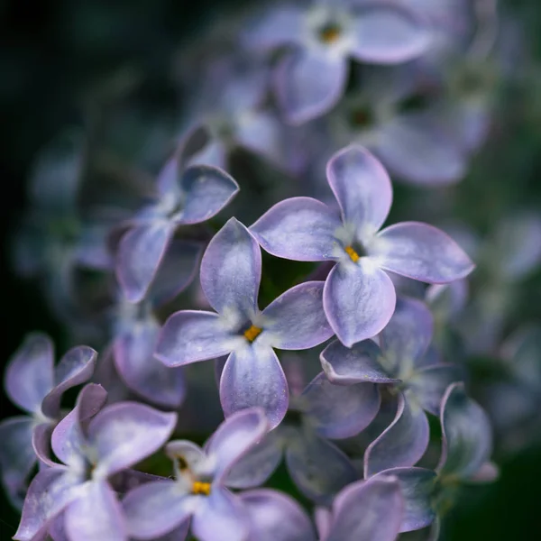 Een Selectieve Focus Van Een Prachtige Violette Lila Bloem Bloeien — Stockfoto