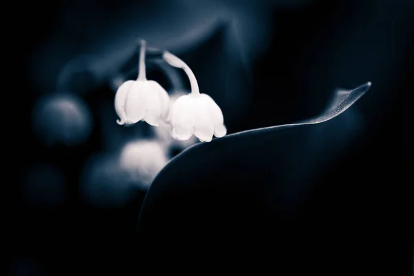 Selective Focus Blooming Beautiful Lily Valley Mayflowers Grayscale — Stock Photo, Image