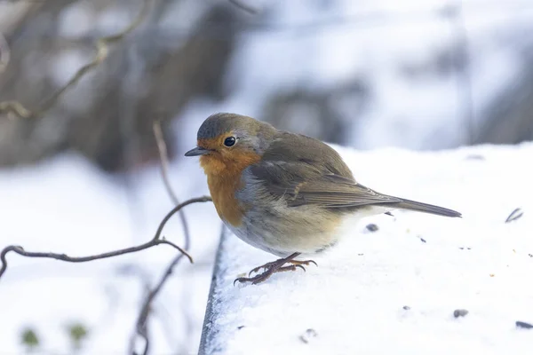 Robin Buscando Comida Nieve —  Fotos de Stock