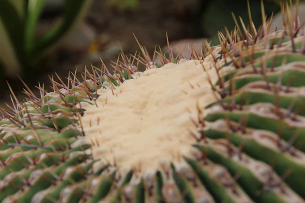 Closeup Shot Textural Details Cactus — Stockfoto