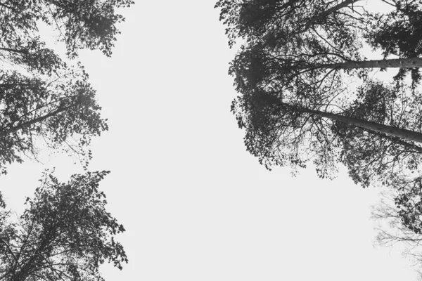 冬の森の中で背の高い木のローアングルショット — ストック写真