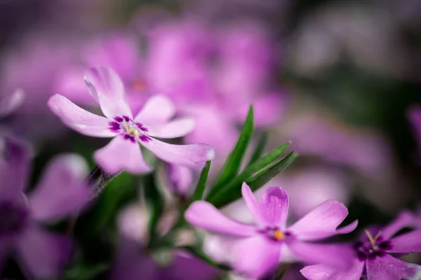 Ein Selektiver Schwerpunkt Schöner Rosa Phlox Blüten Die Auf Dem — Stockfoto