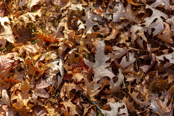 秋天的特写树叶在地上干枯 — 图库照片