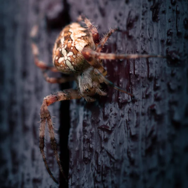 Tiro Close Uma Aranha Cruzada Comum Uma Casca Árvore — Fotografia de Stock