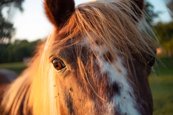 Closeup Shot Brown Horse Head Lush Mane Field Sunset — Stock Photo, Image