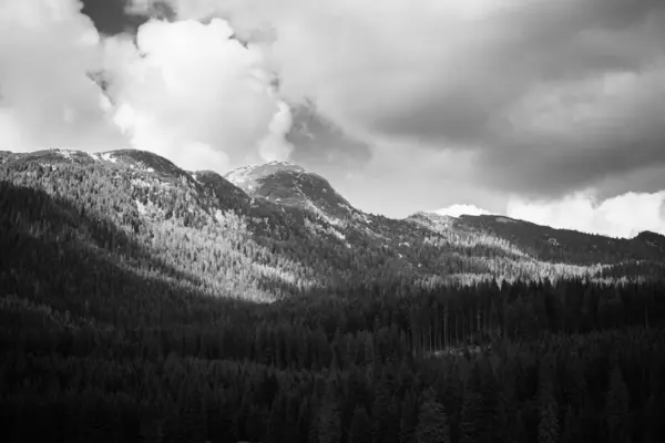 Graustufenaufnahme Von Bergen Über Dem Wald Mit Dichten Bäumen Vor — Stockfoto