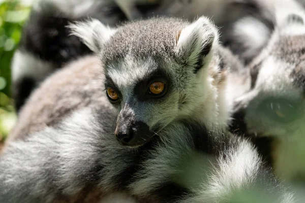 Närbild Söt Grå Lemur — Stockfoto