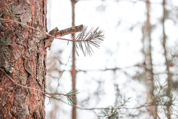 Primo Piano Tronco Albero Nella Foresta Inverno — Foto Stock