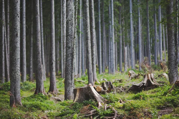 Зрізані Дерева Старі Високі Дерева Густому Лісі Тріглаві Словенія — стокове фото