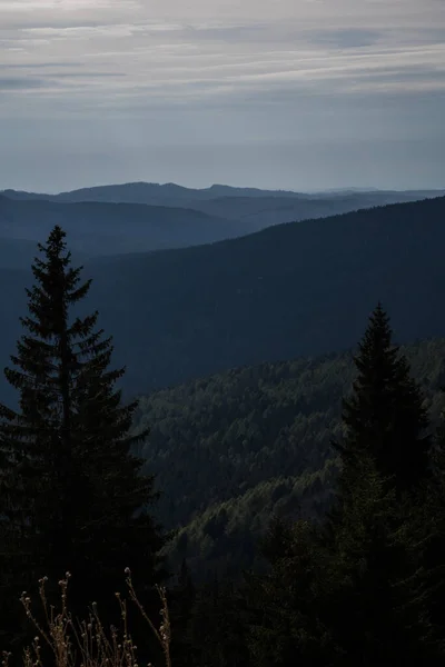 日の出の丘を背景に濃緑色の木々が茂る森の垂直撮影 — ストック写真