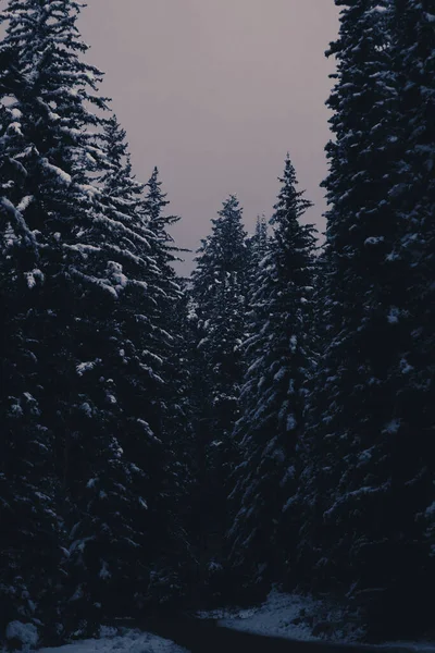 Tiro Vertical Pinheiros Nevados Uma Floresta Montanha — Fotografia de Stock