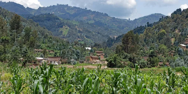Das Ländliche Ruanda Mit Erodierten Hängen Restaurierten Terrassenfeldern Und Neuen — Stockfoto