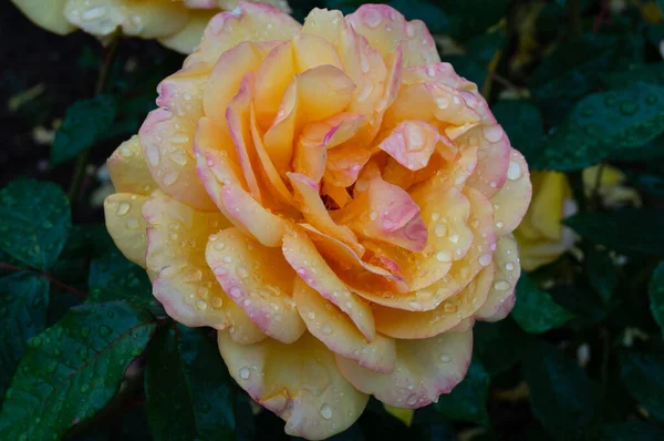 Una Macro Una Rosa Naranja Con Gotitas Agua — Foto de Stock