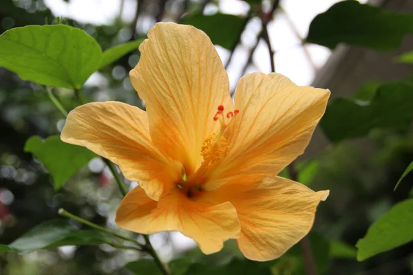 Primer Plano Una Flor Hibisco Amarillo Floreciente — Foto de Stock