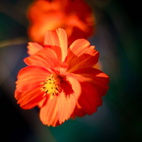 Foco Seletivo Uma Flor Terry Laranja Cosmea Florescendo Jardim Fundo — Fotografia de Stock