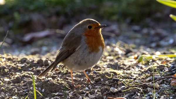 Rotkehlchen Sommer Boden — Stockfoto