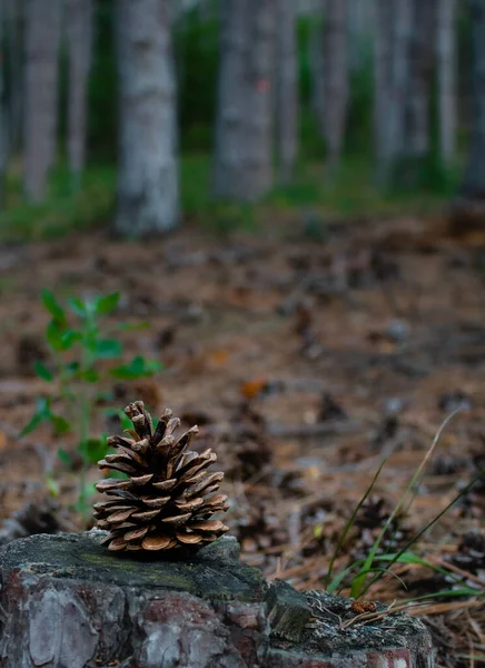 Vertical Shot Pinecone Forest Floor — Stock Photo, Image