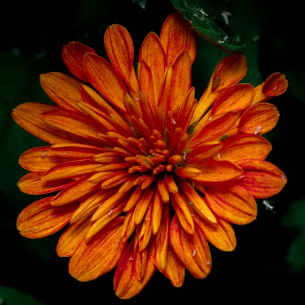 Een Closeup Shot Van Een Bloeiende Prachtige Oranje Chrysant Bloem — Stockfoto