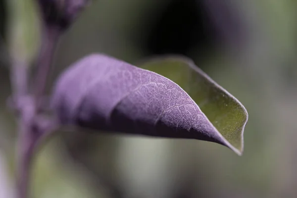 背景や壁紙のための紫色の葉のテクスチャのクローズアップショット — ストック写真