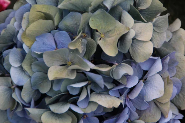 Крупный План Цветущего Голубого Цветка Гортензии — стоковое фото