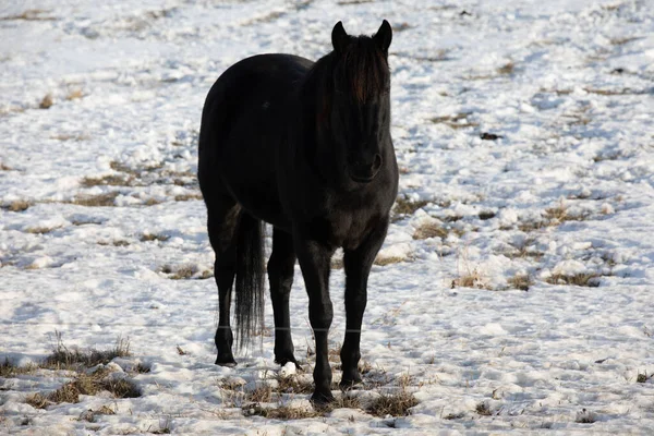 Black Horse Snow Covered Field Countryside — Stock Photo, Image