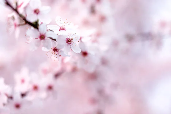 Selective Focus Blooming Branch Pink Sakura Flowers Stock Photo