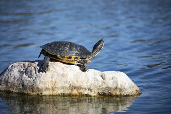 Lovely Cute Yellow Bellied Slider Rock Water Sunny Day Royalty Free Stock Images