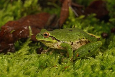 Closeup on a gorgeous green colored Pacific chorus or treefrog,   Pseudacris regilla, posing on green moss clipart