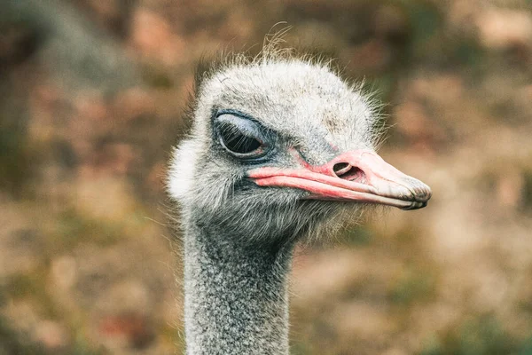 Closeup Shot Head Common Ostrich — Stock Photo, Image